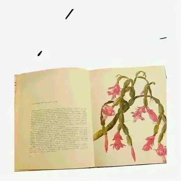 Decorative Cacti Guide to Succulent House Plants Hardcover 1973 - Picture 7 of 9